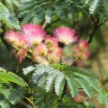 AlbiziaJulibrissin02.jpg