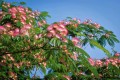 AlbiziaJulibrissin03.jpg