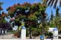 AlbiziaJulibrissin04.jpg
