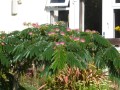 AlbiziaJulibrissin05.jpg