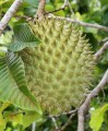 AnnonaPurpurea04.jpg