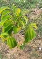 AnnonaPurpurea01.jpg