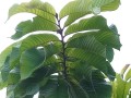 AnnonaPurpurea02.jpg