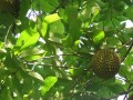 AnnonaPurpurea03.jpg