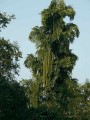 CaryotaMaxima04.jpg