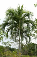 Hydriastele Biakensis
