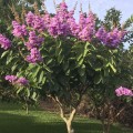 LagerstroemiaSpeciosa04.jpg