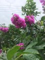 LagerstroemiaSpeciosa03.jpg