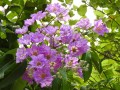 LagerstroemiaSpeciosa02.jpg