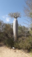 Pachypodium Geayi