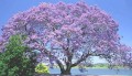 PaulowniaTomentosa01.jpg
