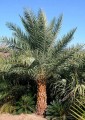 PhoenixSylvestrisRobusta02.jpg