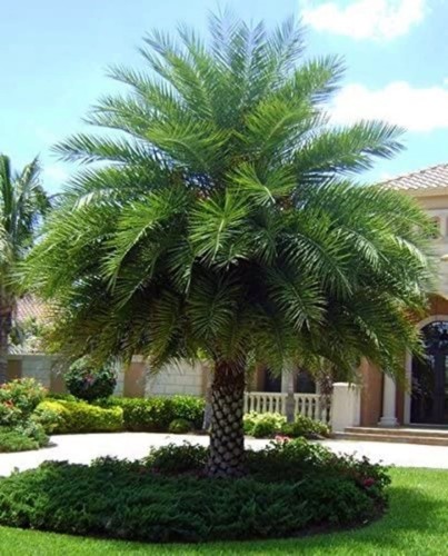 PhoenixSylvestrisRobusta01.jpg