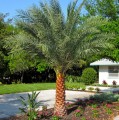 PhoenixSylvestrisRobusta03.jpg