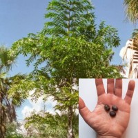 Caryota Urens 