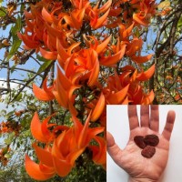 Butea Monosperma 