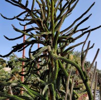 Alluaudia Procera 