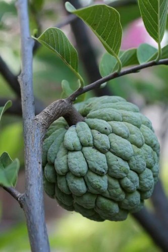 AnnonaSquamosa02.jpg