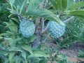 AnnonaSquamosa01.jpg