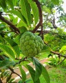 AnnonaSquamosa04.jpg