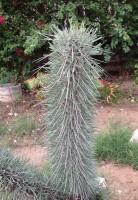 Didierea Madagascariensis