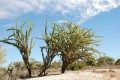 DidiereaMadagascariensis02.jpg