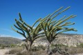 DidiereaMadagascariensis03.jpg