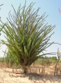 DidiereaMadagascariensis04.jpg