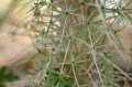 DidiereaMadagascariensis05.jpg