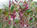 MedinillaPapillosa02.jpg