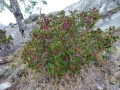 MedinillaPapillosa03.jpg