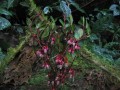 MedinillaPapillosa01.jpg