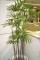 RhapisHumilis05.jpg
