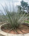 YuccaElata01.jpg