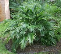 Chamaedorea Cataractarum