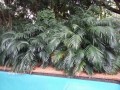ChamaedoreaCataractorum03.jpg