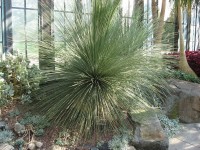 Dasylirion Longissimum