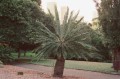 EncephalartosHildebrandtii04.jpg