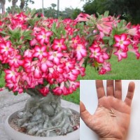 Adenium Obesum