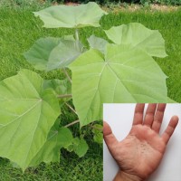 Paulownia Hybrid 9503 Oxytree