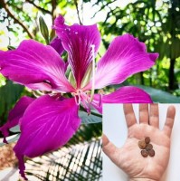 Bauhinia Purpurea 