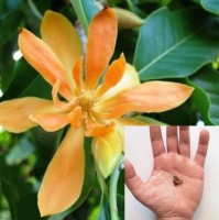 Magnolia Champaca