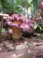 AmorphophallusPaeonifolius02.jpg