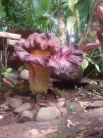 Amorphophallus Paeoniifolius