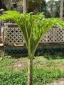 AmorphophallusPaeonifolius03.jpg