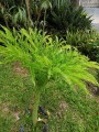 AmorphophallusPaeonifolius01.jpg