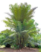 Arenga Obtusifolia 