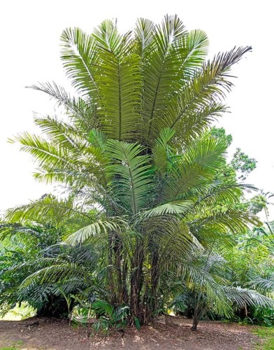 ArengaObtusifolia05.jpg
