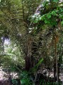 ArengaObtusifolia03.jpg