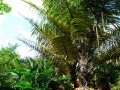 ArengaObtusifolia04.jpg
